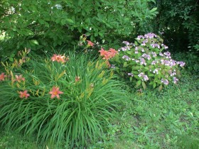Hémérocalles et hortensia