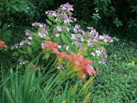 Hémérocalles hortensia